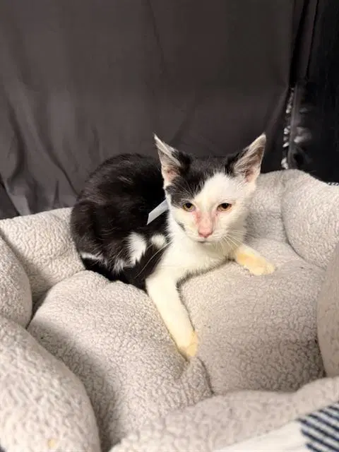 Tux - Domestic Short Hair