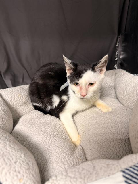 TUX, a cat for adoption from Columbia County Animal Care & Control