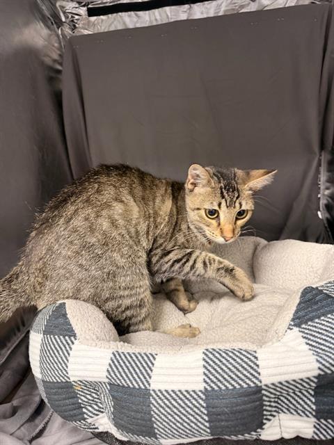 ROSS, a cat for adoption from Columbia County Animal Care & Control