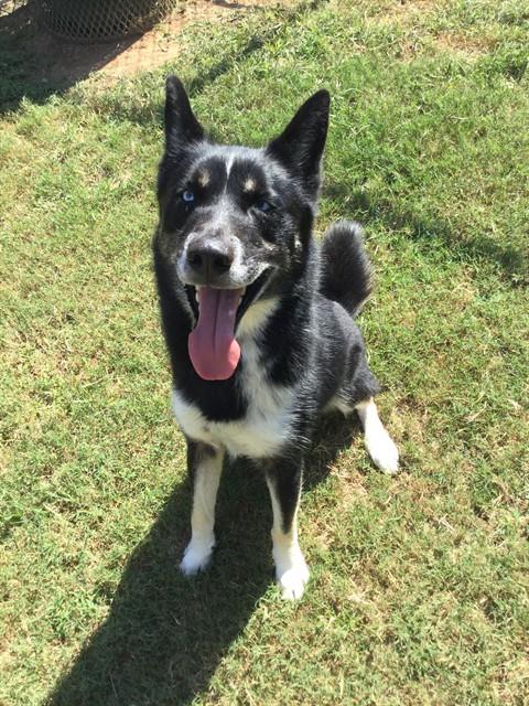 ATLAS, a dog for adoption from Columbia County Animal Care & Control