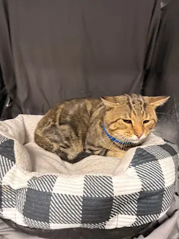 Edgar - Domestic Short Hair