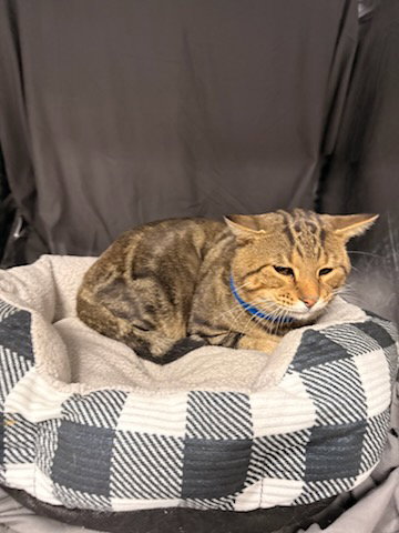 EDGAR, a cat for adoption from Columbia County Animal Care & Control
