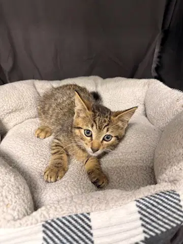 Dracula - Domestic Short Hair
