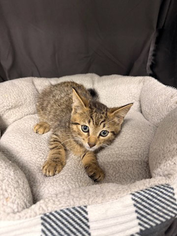 DRACULA, a cat for adoption from Columbia County Animal Care & Control