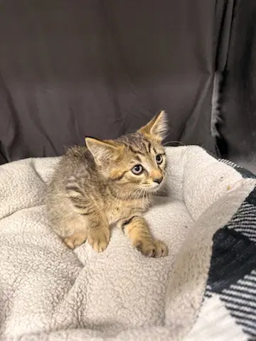 Grimm - Domestic Short Hair