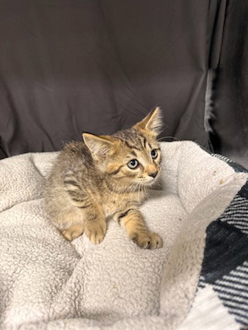 GRIMM, a cat for adoption from Columbia County Animal Care & Control