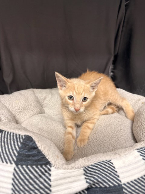 VLAD, a cat for adoption from Columbia County Animal Care & Control