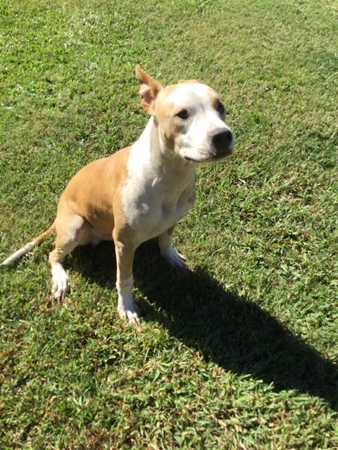 NED, a dog for adoption from Columbia County Animal Care & Control