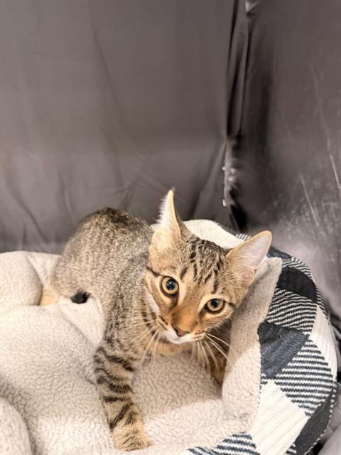 CHARLOTTE, a cat for adoption from Columbia County Animal Care & Control