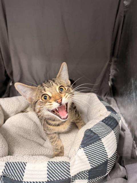 JINX, a cat for adoption from Columbia County Animal Care & Control