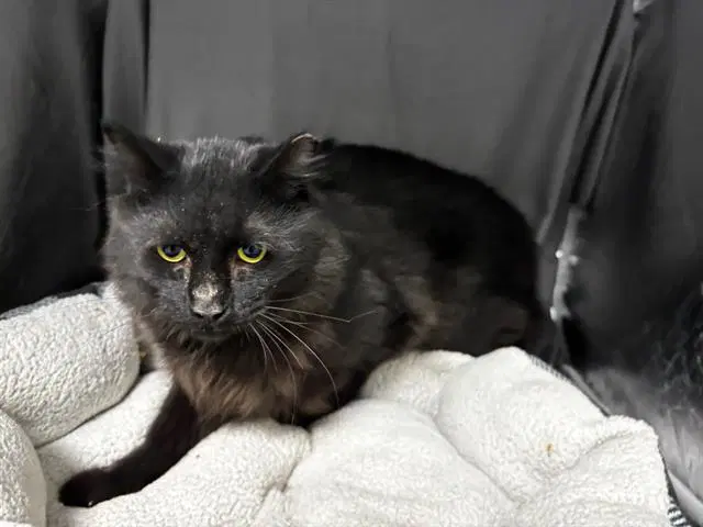Louie - Domestic Long Hair