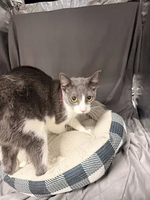 Brandy - Domestic Short Hair