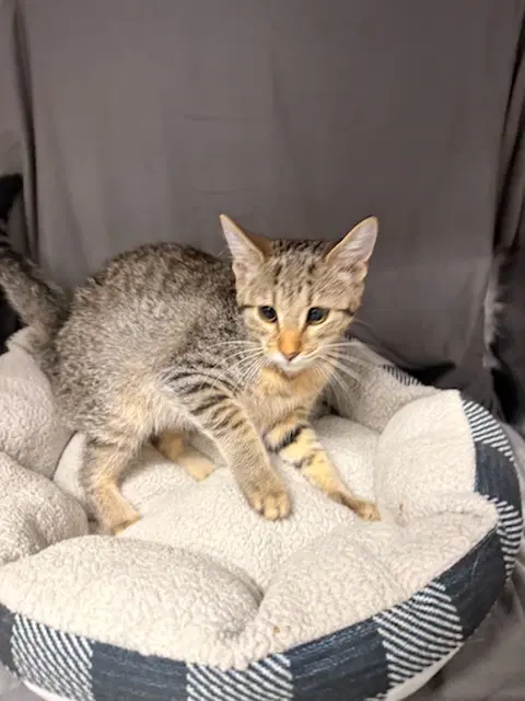 Ace - Domestic Short Hair