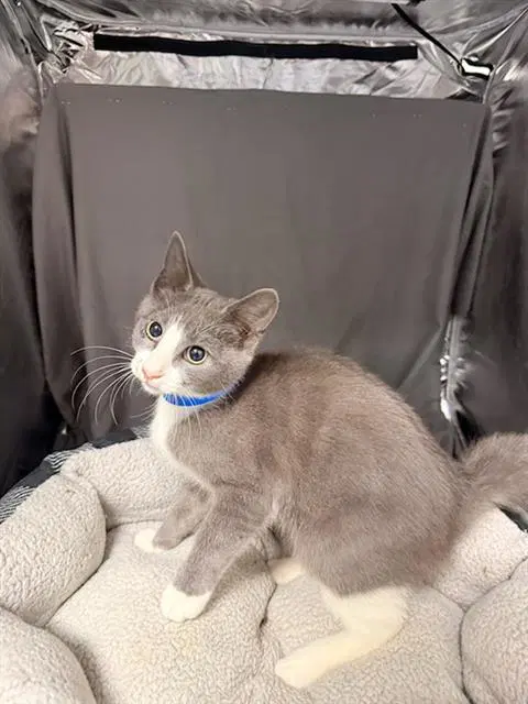 Nico - Domestic Short Hair