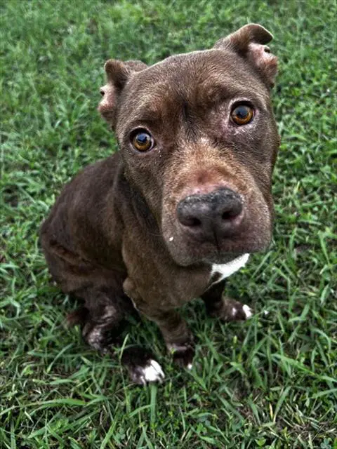 Pumpkin - Pit Bull Terrier
