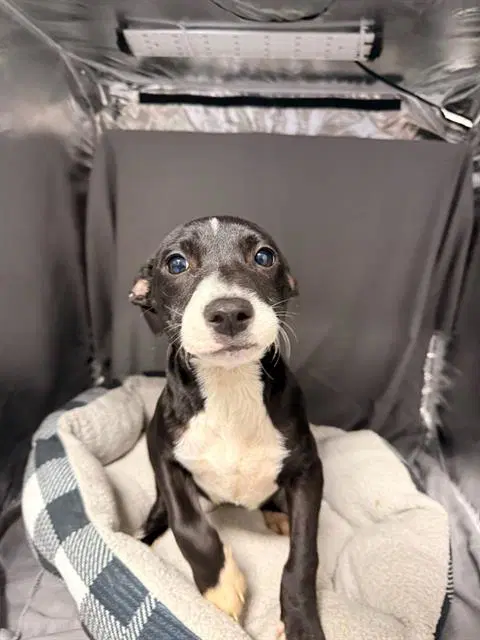 Twix - Pit Bull Terrier