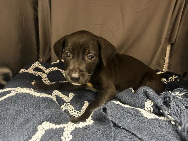Unknown - Pit Bull Terrier