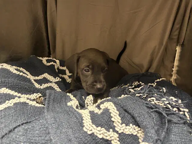 Unknown - Pit Bull Terrier