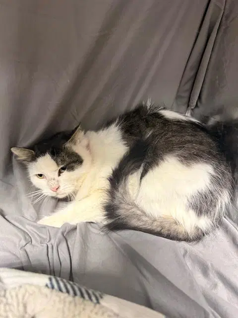 Myrtle - Domestic Medium Hair