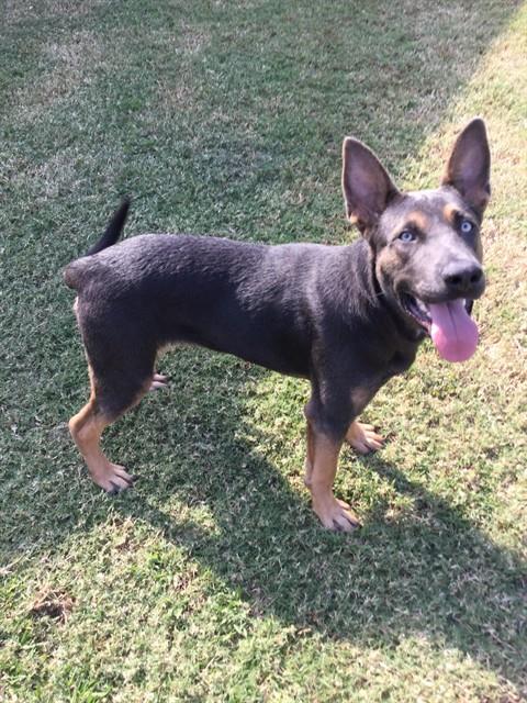 Scout
