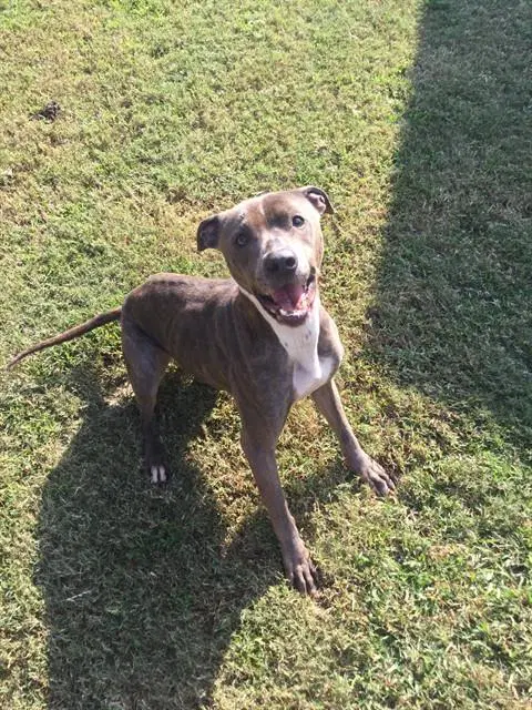 Stacy - American Pit Bull Terrier