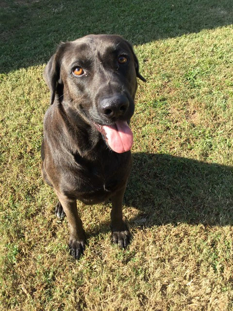 Maddox