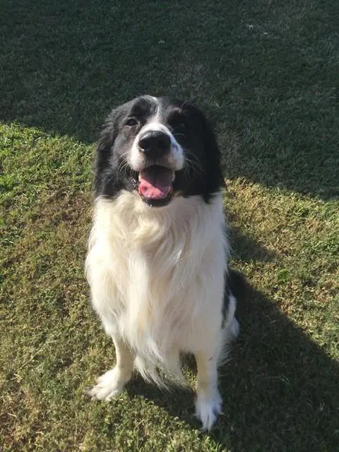 Cash - Border Collie