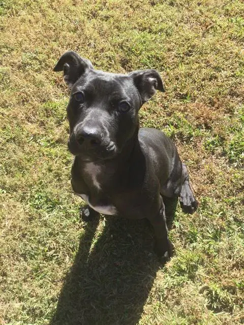 Suzie - Labrador Retriever