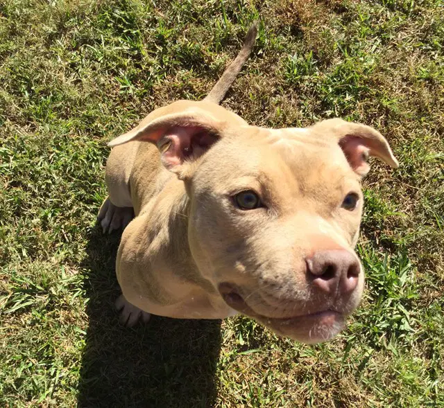 Potato - Pit Bull Terrier