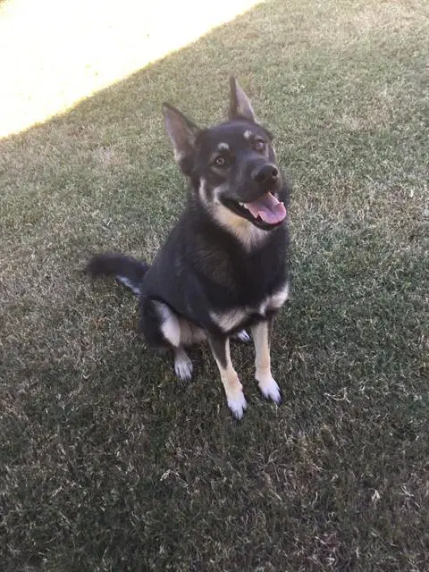 Dusty - German Shepherd Dog