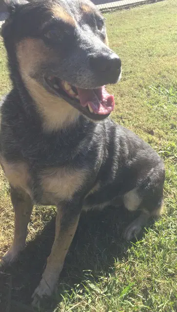 Eva - Australian Cattle Dog/Blue Heeler