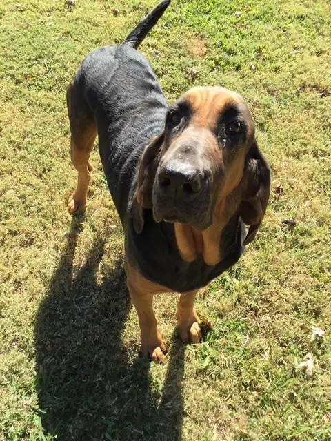 Paisley - Bloodhound