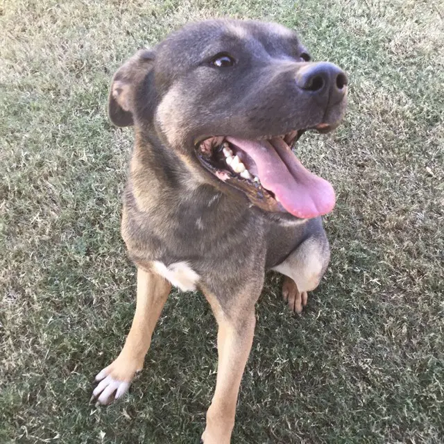 Colter - Akita
