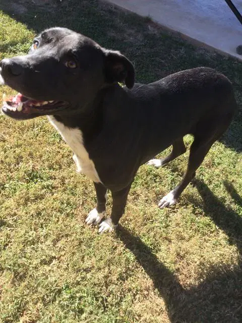 Phil - Pit Bull Terrier