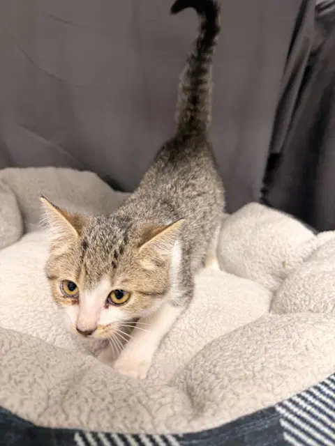 Cleo - Domestic Short Hair