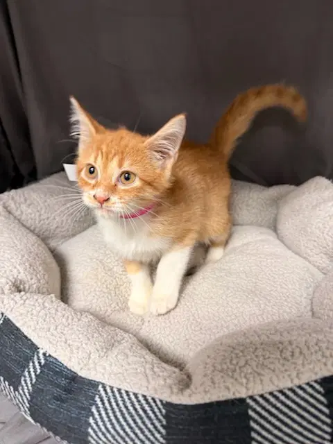 Clementine - Domestic Short Hair
