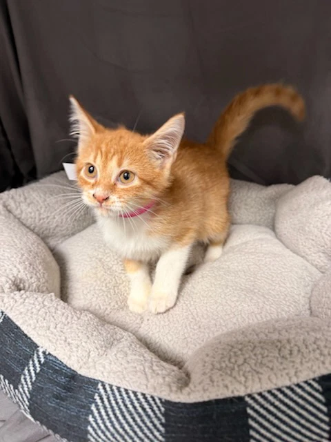 Clementine