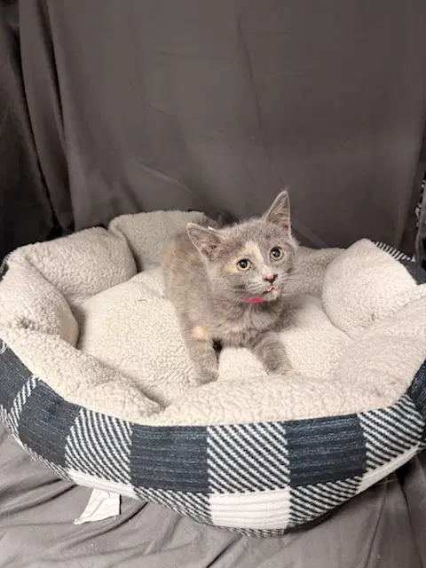 Claire - Domestic Short Hair