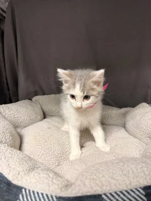 Tulip - Domestic Short Hair