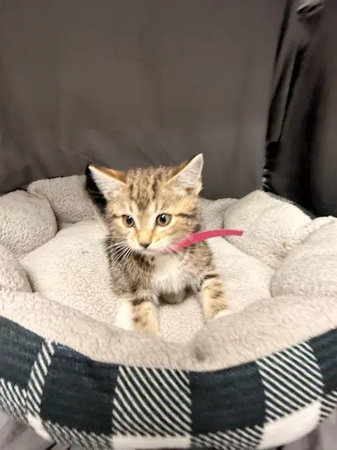 Tilly - Domestic Short Hair