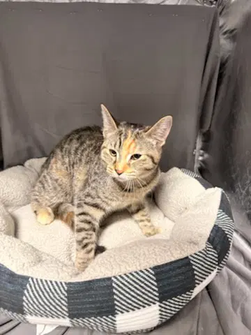 Carrie - Domestic Short Hair