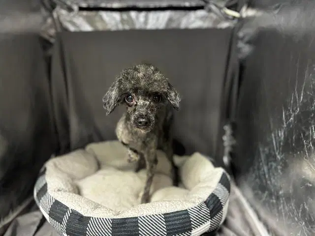 Ez - Poodle (Miniature)