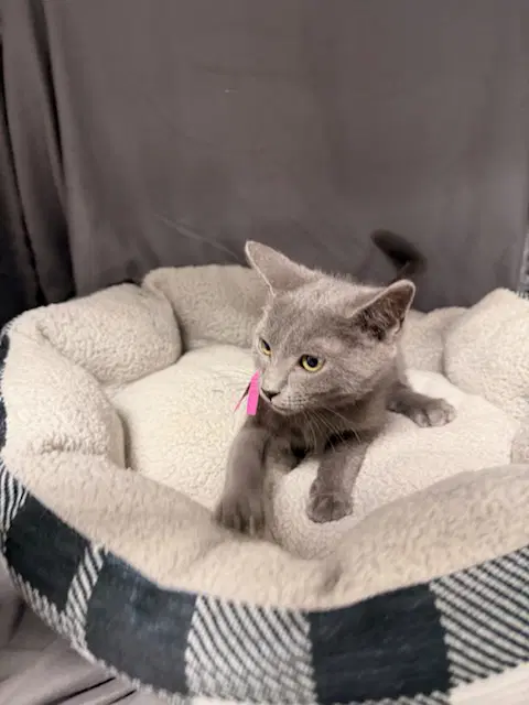 June - Domestic Short Hair