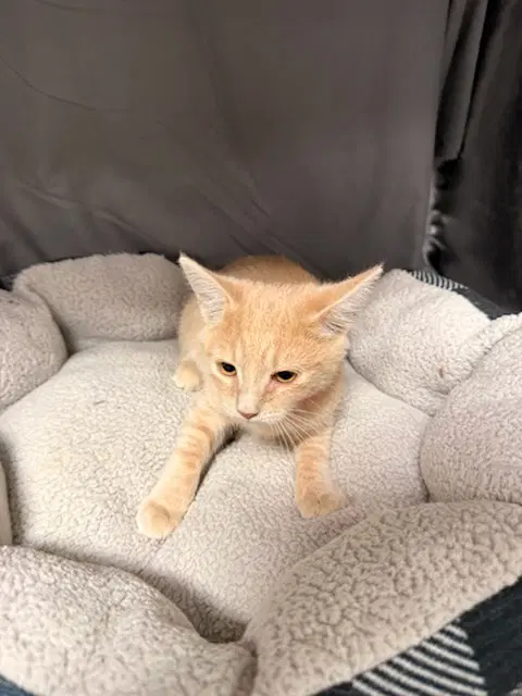 April - Domestic Short Hair