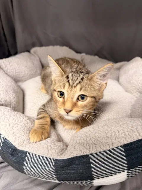 May - Domestic Short Hair