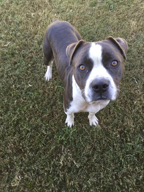 ELSIE