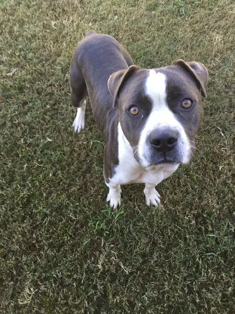 Elsie - Pit Bull Terrier
