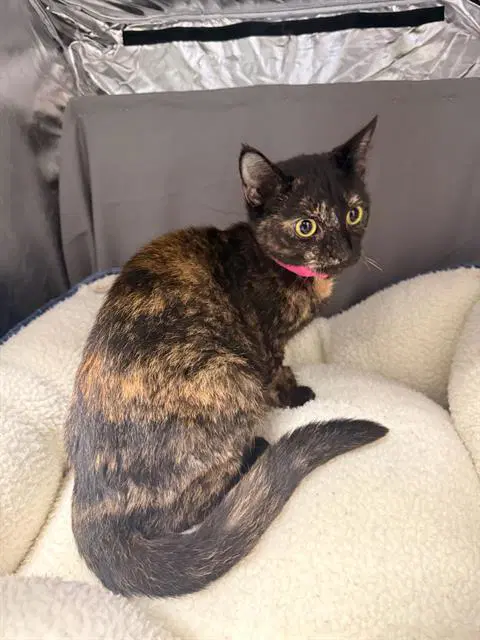 Essie - Domestic Short Hair