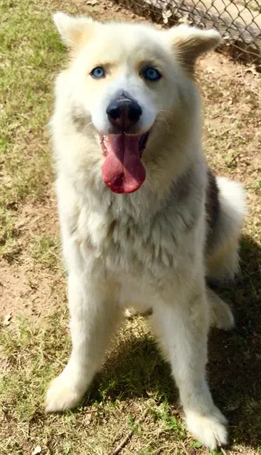Willow - Siberian Husky