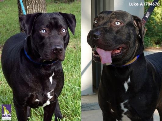 adoptable Dog in Houston, TX named LUKE
